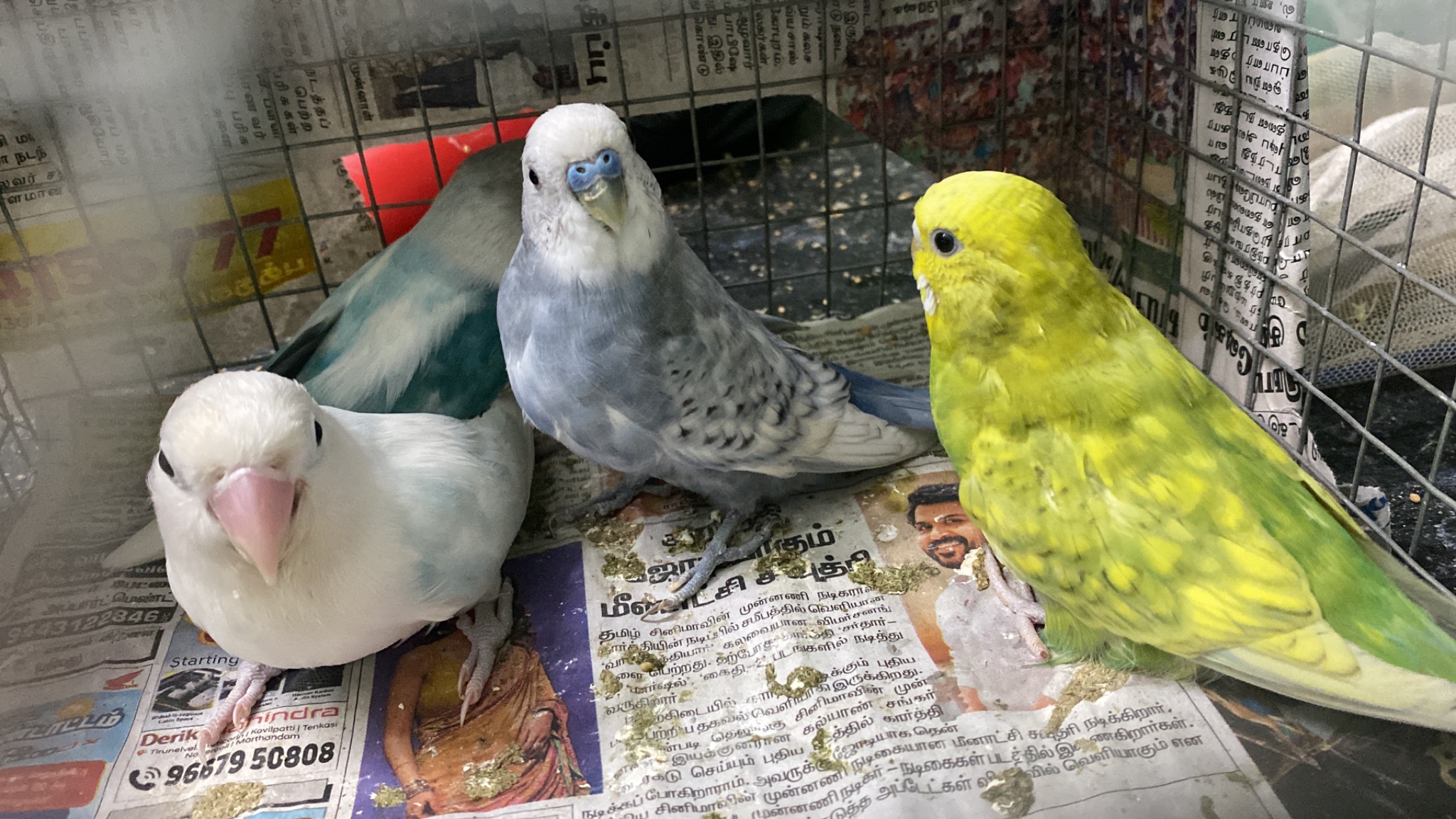 Birds at Birds and Blooms