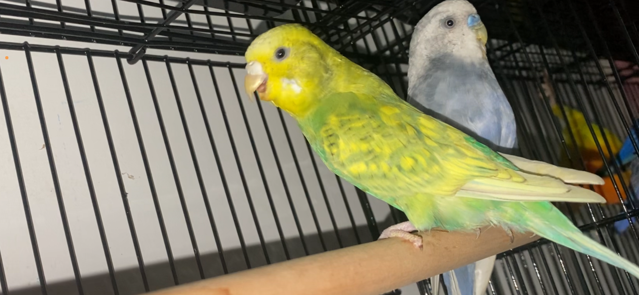 Budgies