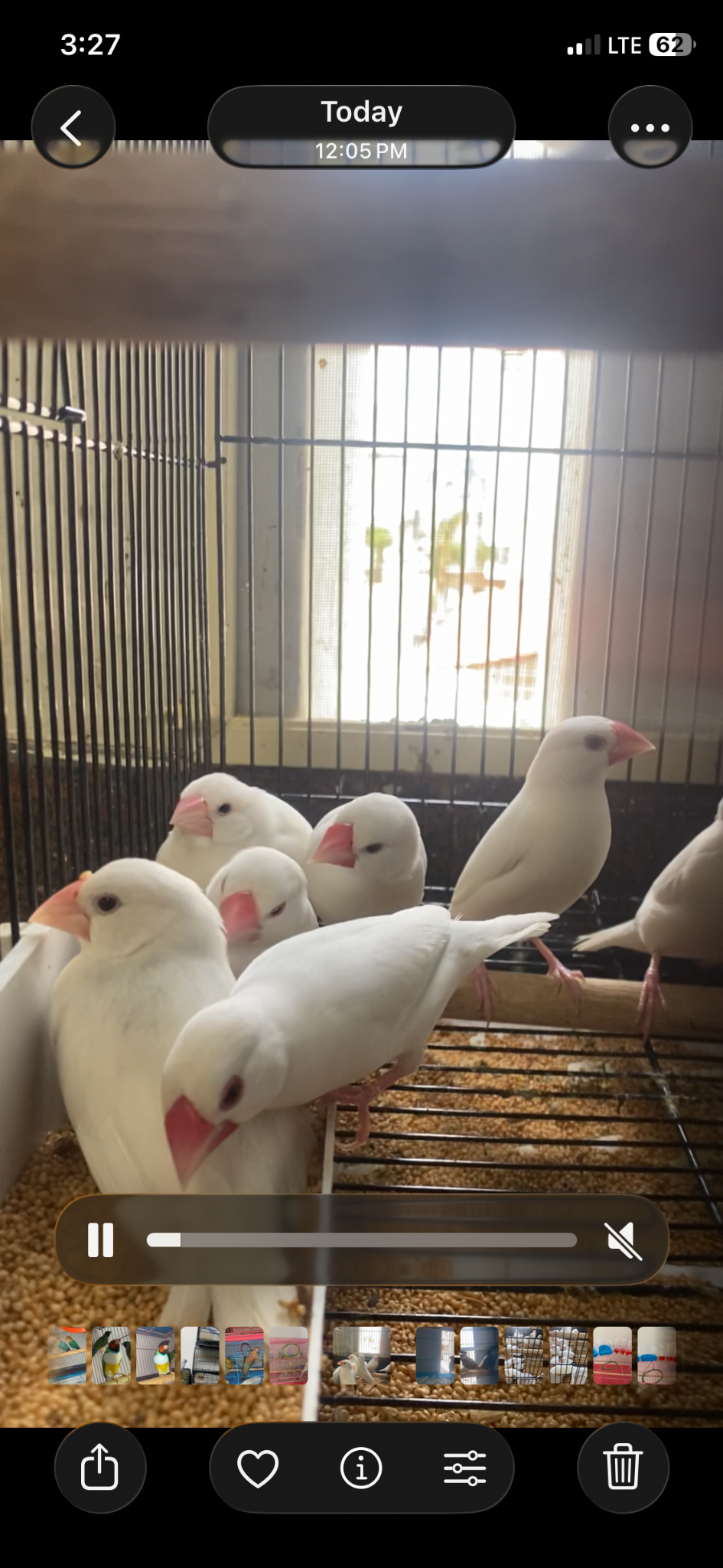 Finches