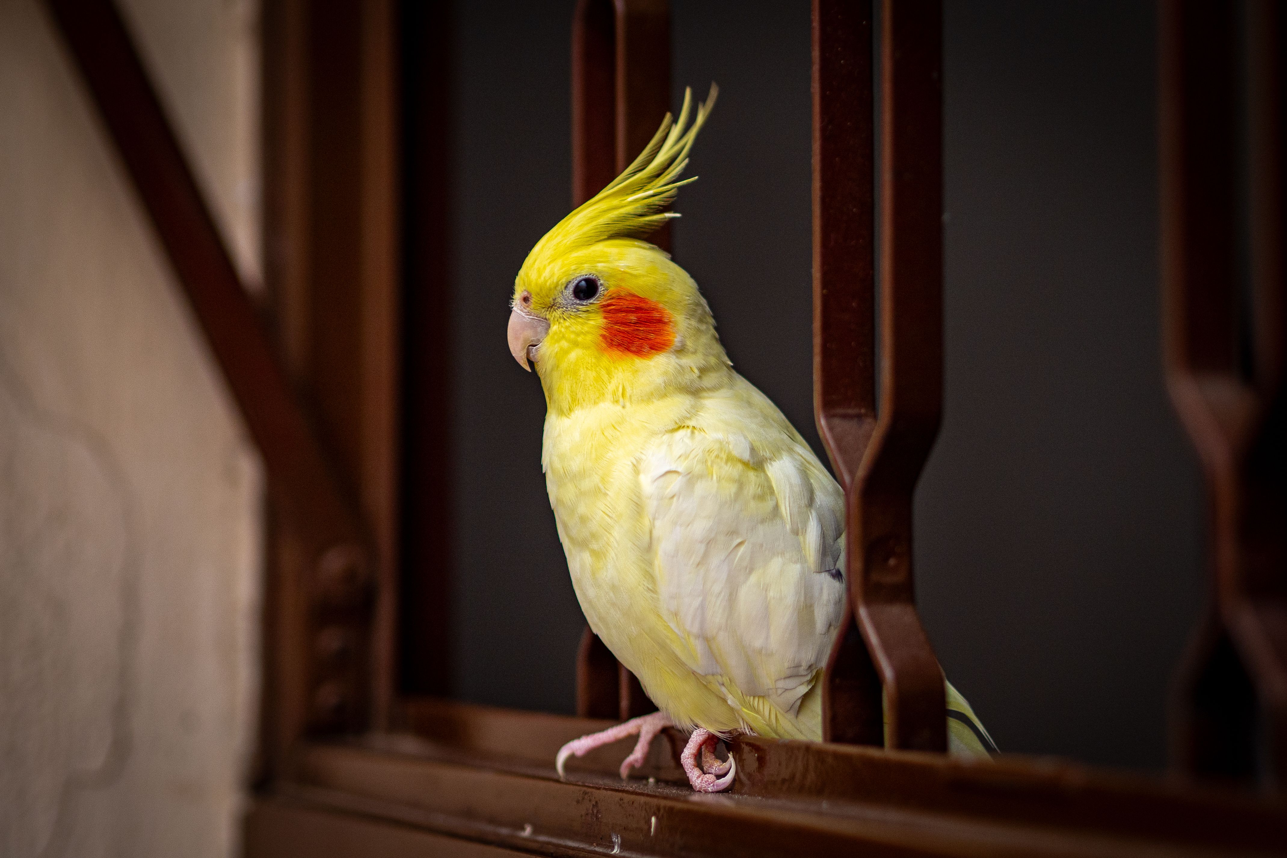 Cockatiel sample