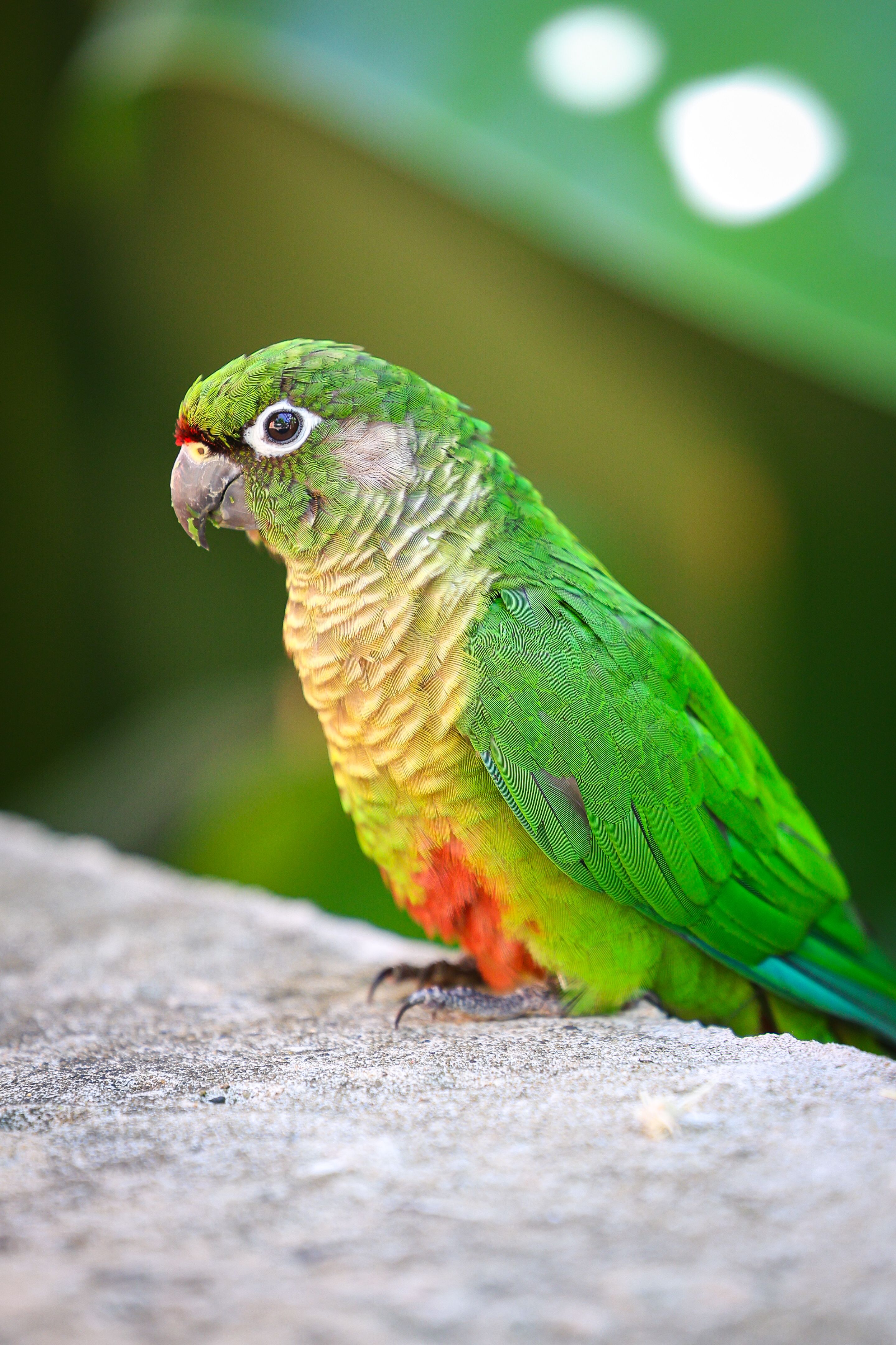 Green Cheek Conure sample