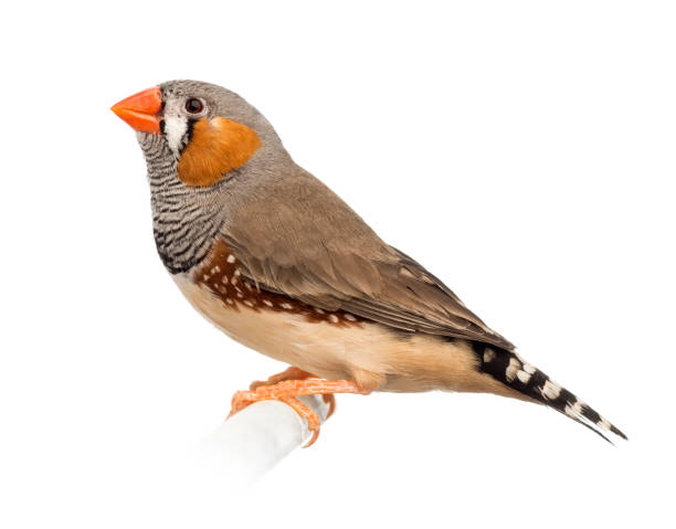 Finches