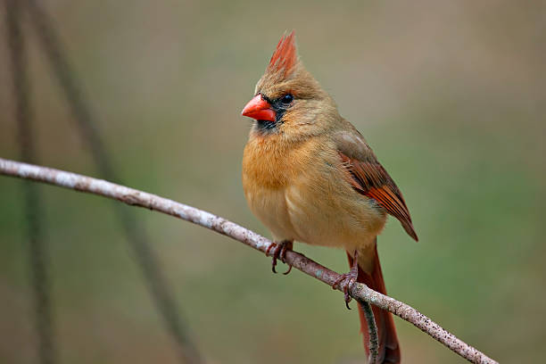 Aval Finches