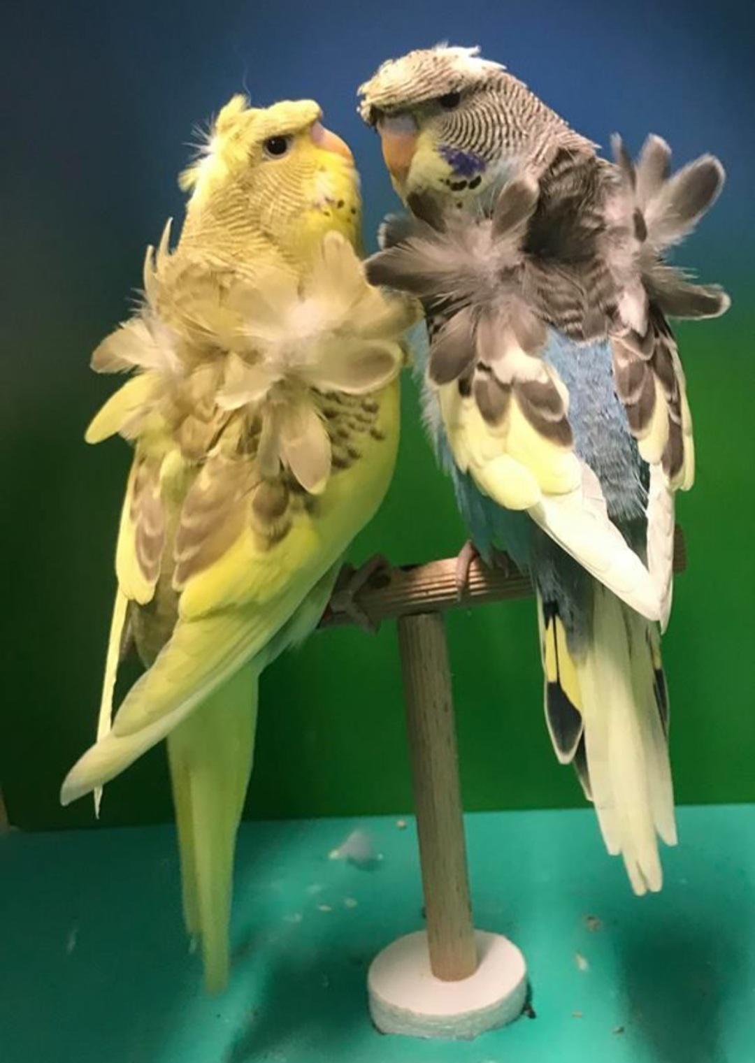 Helicopter Budgies