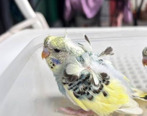 Helicopter Budgies