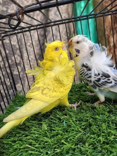 Helicopter Budgies