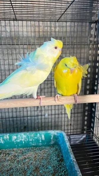 Helicopter Budgies