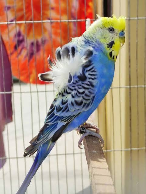 Helicopter Budgies