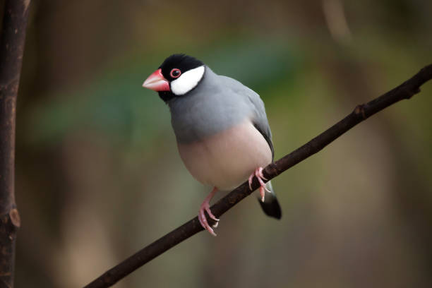 Finches