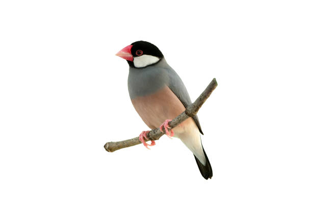 Finches