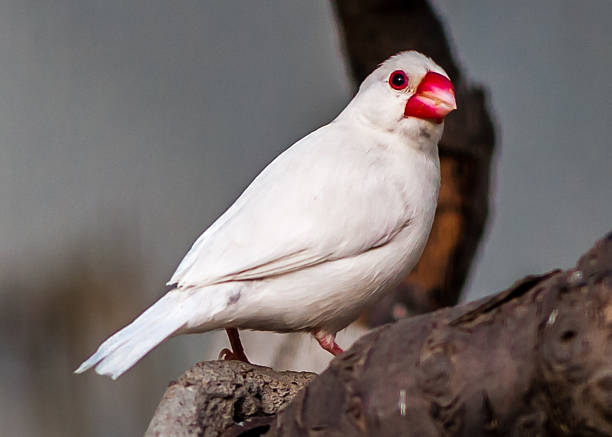 Finches
