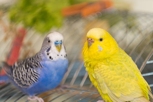 Love Bird