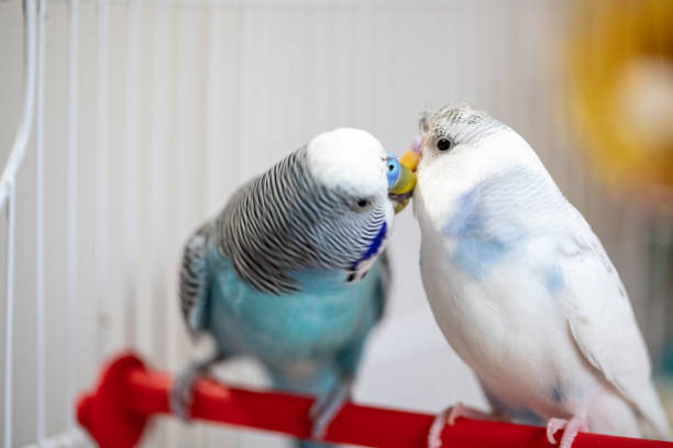 Love Bird