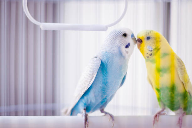 Love Bird