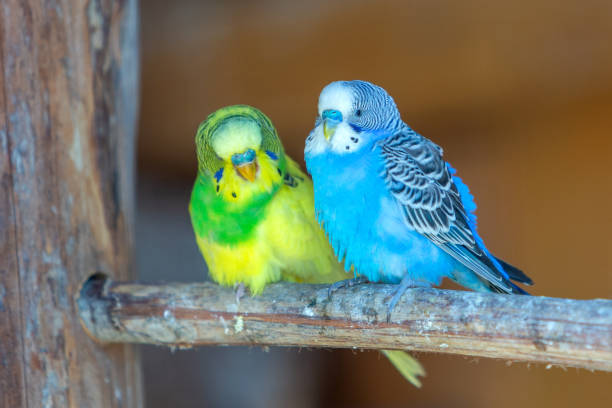 Love Bird