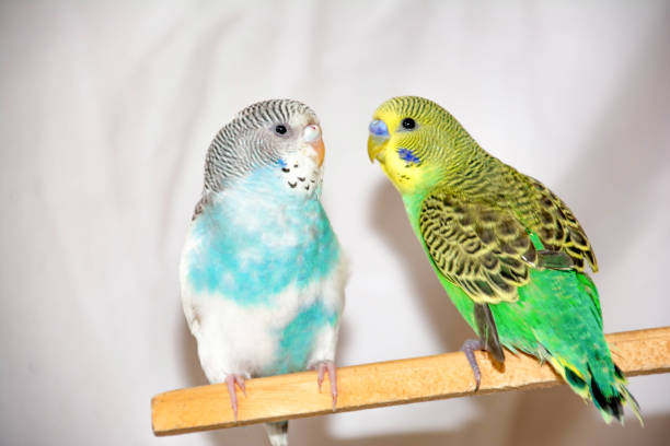 Love Bird