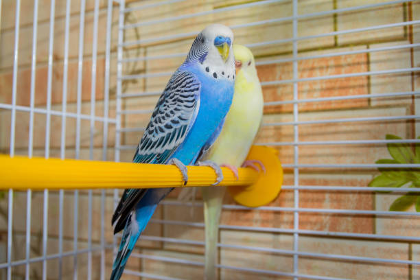 Love Bird