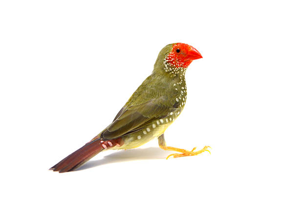 Finches