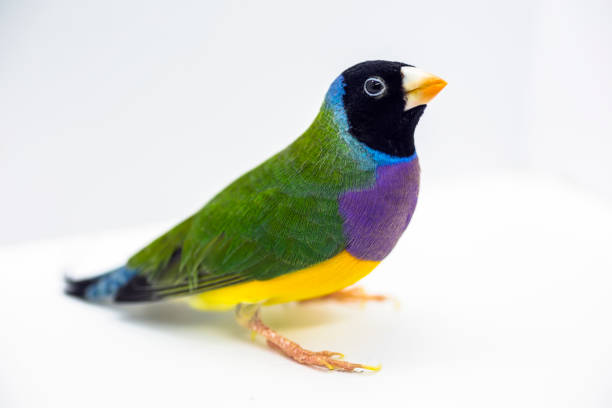 Finches