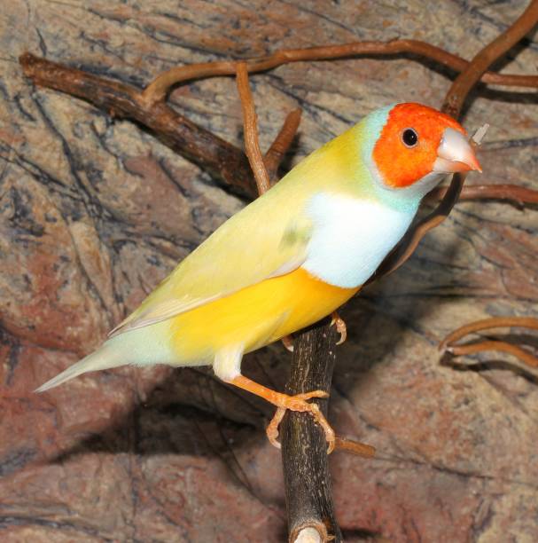 Finches
