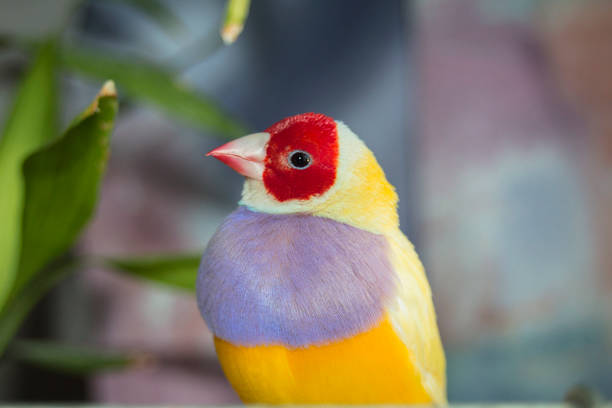 Finches