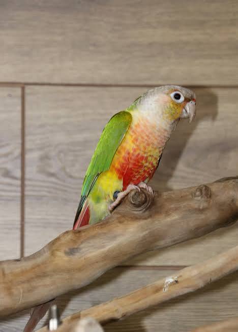 Pineapple Conure sample